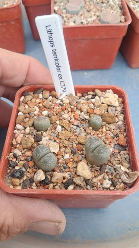 Lithops terricolor c379 - lithops,