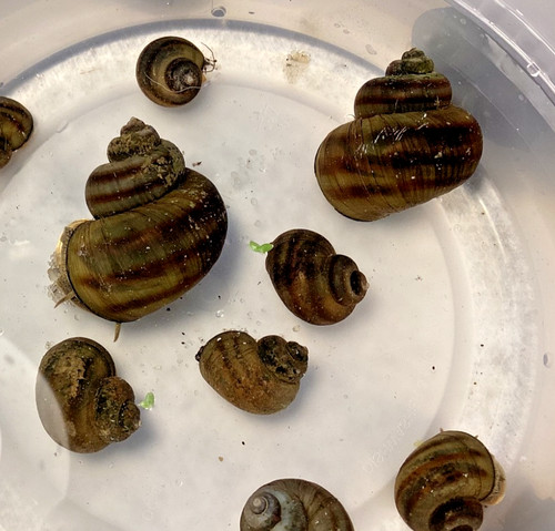 Mystery snails asian - 3,
