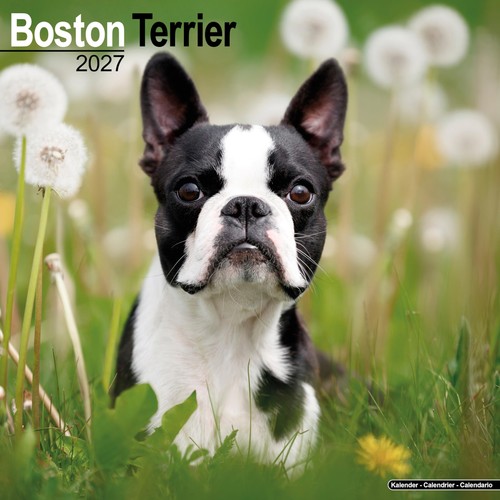 Boston terrier 2027 calendar - boston,