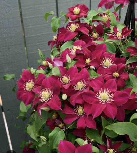 Clematis aotearoa cm inc - 30-40,