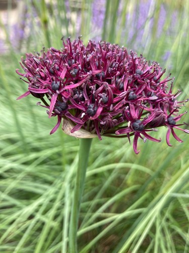 Five allium atropurpureum - five,