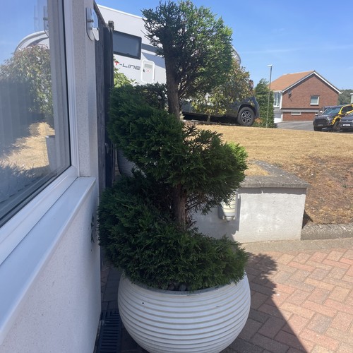 Pair cypress spiral topiary - cypress,