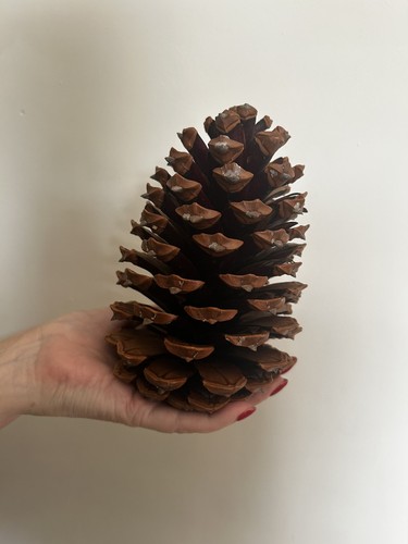 Extra large maritima pine - maritima,