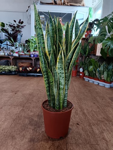 Large snake plant 70cm - plant, –