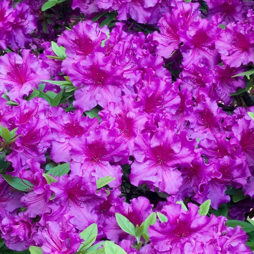Azalea japonica plant - azalea, purple