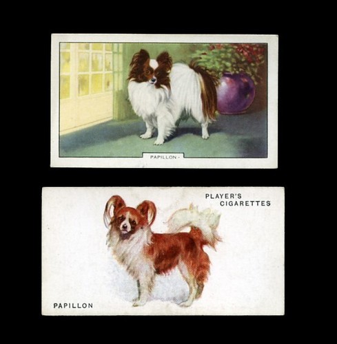 Papillon butterfly dog vintage - papillon,