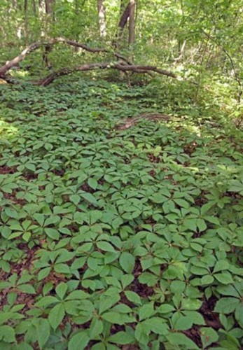 Ivy virginia victoria - ivy, creeper