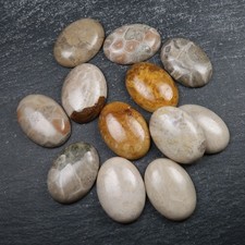 Freeform fossil Coral