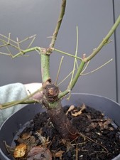 part trained Japanese maple