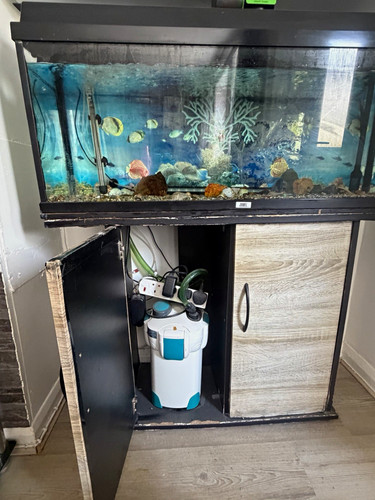 Juwel glass fish - fish, with