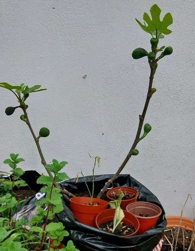 Mature years old - old, fig