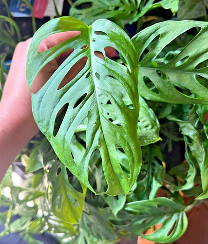 Rare monstera adansonii - rare,