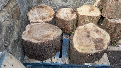 Rustic tree stumps seats - tree, stumps/seats