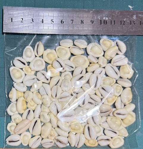 100 cowrie shells for - shells,