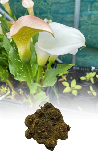 Zantedeschia white calla - 1-10,