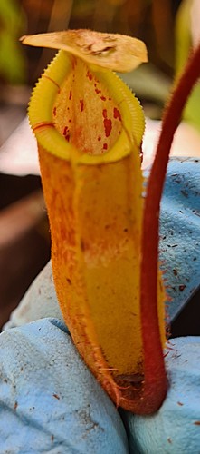Nepenthes diabolica - , x