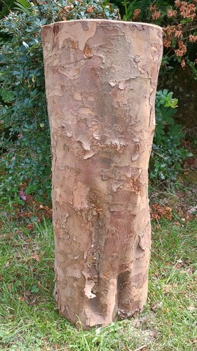 Yew tree hardwood - log, table