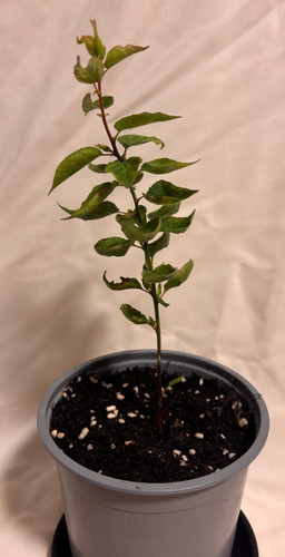 Apricot fruit tree bush - , uk