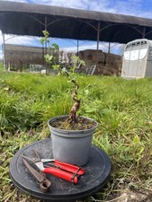 Bonsai Starter Hawthorn Tree