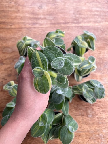 Tradescantia sillamontana