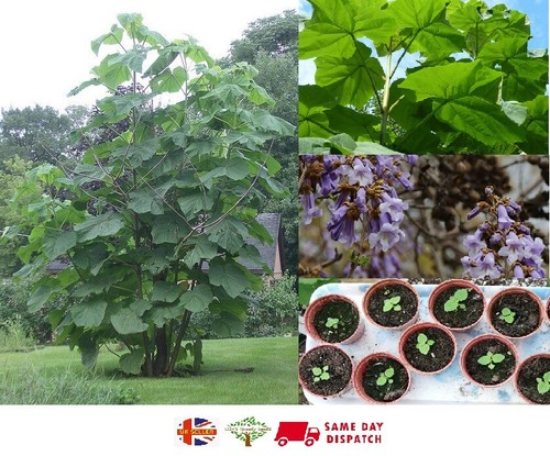 Princess empress foxglove tree - empress,