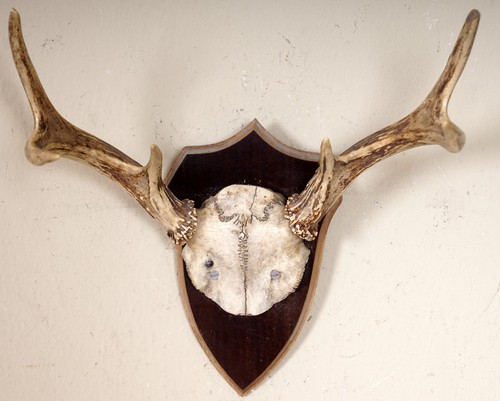 Beautiful 6ender red deer - 6ender,