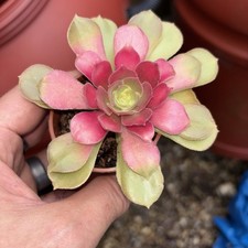 aeonium Athena ave Width 4