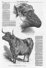 SMITHFIELD CLUB Cattle Show South Down Ram & Highland Cow Antique Print 1846