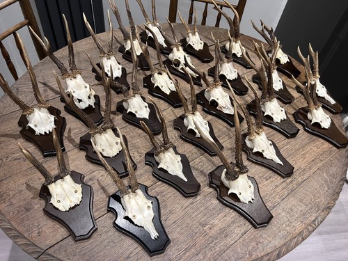 Taxidermy roe deer skull - taxidermy,