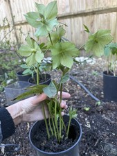 Helleborus x hybridus