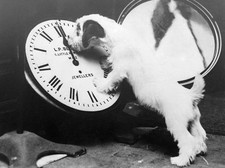 Jim little Scottish terrier delays hands clock hour France October- Old Photo
