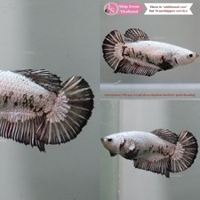 Live Tropical Betta Fish (Thailand) -- Black Dragon Halfmoon Plakat Female