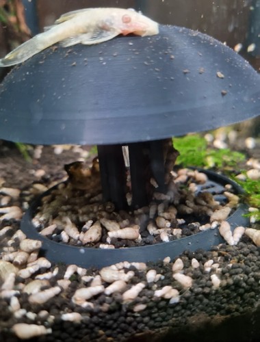 Fish tank freshwater snail - |freshwater, |snail