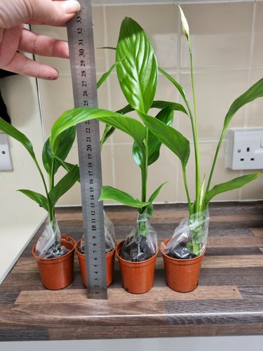 Peace lily spathiphyllum spp - peace,