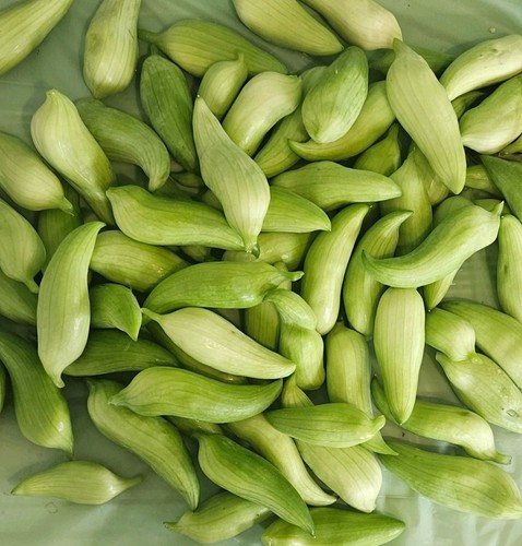 Achocha pointed gourd garden - gourd,