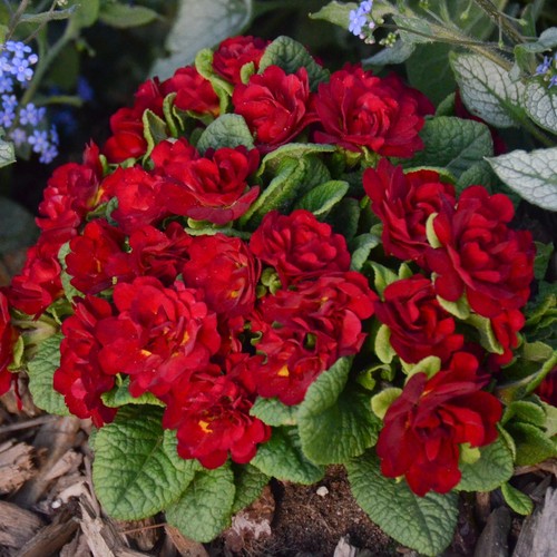 Primula belarina valentine - primula,