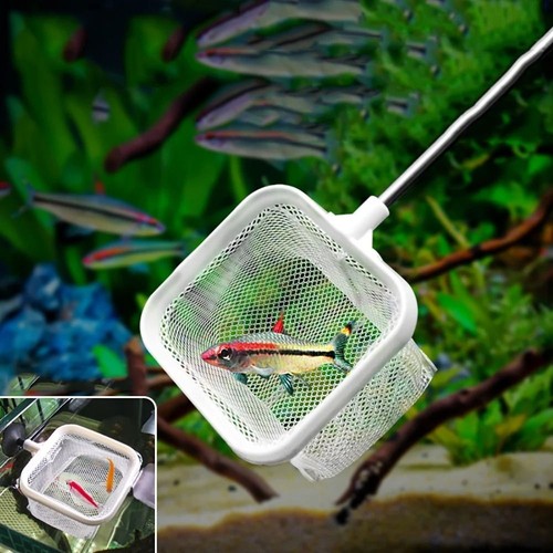 Aquarium shrimp fishing - shrimp, net