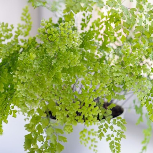 Maidenhair fern indoor plant - indoor,