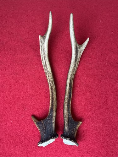Pair sika deer antlers - pair,