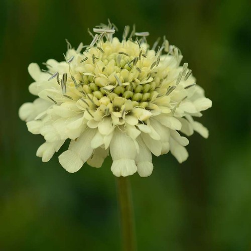 Cephalaria gigantea giant