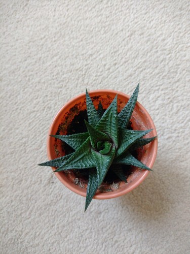 Haworthia limifolia succulent - haworthia,