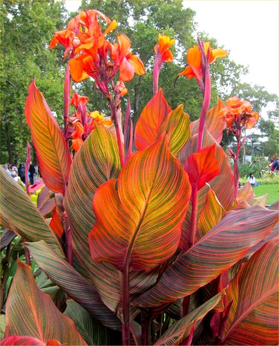 Canna lily durban x - durban,