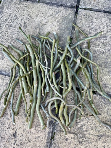 Corkscrew willow salix - corkscrew,
