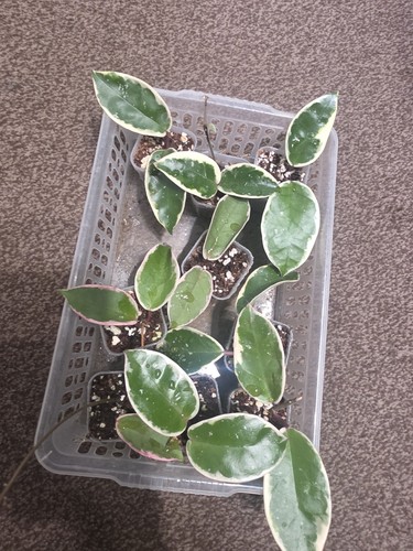 Hoya krimson queen 4cm pot - krimson, in