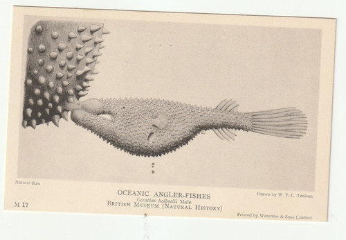 Oceanic angler fish - oceanic, m17