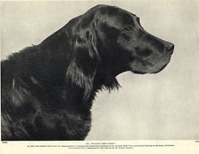 GORDON SETTER NAMED DOG HEAD STUDY OLD ORIGINAL DOG PRINT FROM 1934