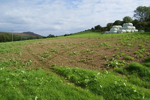 Photo silage bales - bales, a