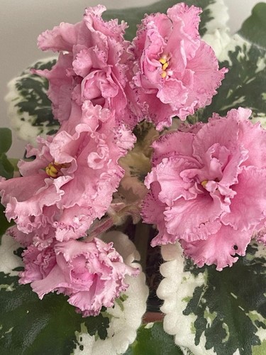 African violets saintpaulia - african,