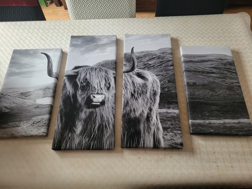 Highland cow canvas - highland, wall
