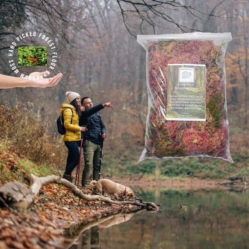 Sphagnum moss forest floor - sphagnum,